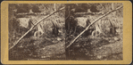 Walking stick fall, Rockland Co., N.Y.