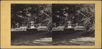 Wodenthe, Residence of H.W. Sargent, Fishkill-on-Hudson, Arucaria Garden.