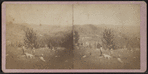 The back street from West Hills, Wells Hamilton Creeks, N.Y.