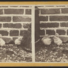 Chicks near brick wall