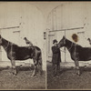 Man and the horse with a dog on its back.