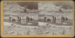 O. D. Hammond and a Bible class from Pres. church, Cuba, N.Y., Rushford Gorge.
