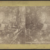 Rustic Walk, Annin's Grove, Caledonia, N.Y.