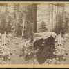 Path to the Overlook.