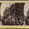 View in Ausable [Au Sable] Chasm, Keeseville, N.Y.