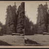 Au Sable Chasm. The Sentinel.