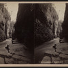 Ausable Chasm. The Flume.