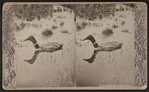 Loon, the great northern diver.