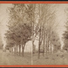 Tree lined avenue.
