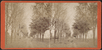 Tree lined avenue.