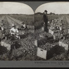 Harvesting onions, truck farming, near Buffalo, N.Y., U.S.A.