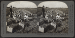 Harvesting onions, truck farming, near Buffalo, N.Y., U.S.A.