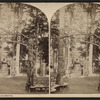 View in St. Paul's Grove.