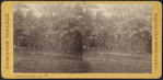 Hamilton College campus view no. 5.