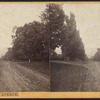 The avenue.
