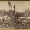 Hop yard.