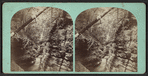 Shadow Gorge, Freer's Glen, Schuyler Co. N. Y..