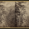 Taughannock Ravine, from the west bank above the fall, near Ithaca, N.Y.