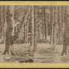 Lake George. [View of forest.]