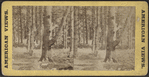 Lake George. [View of forest.]