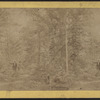 Lake George. [View in forest.]