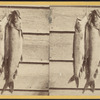 String of lake trout.