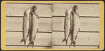 String of lake trout.