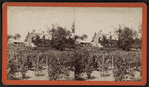 Farm-yard.