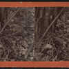 Woodcock, (S. Rusticola minor) on her nest. Taken from life, at Little Falls, N.Y., April 29, 1876.