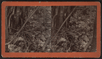 Woodcock, (S. Rusticola minor) on her nest. Taken from life, at Little Falls, N.Y., April 29, 1876.