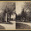Butternut Tree & Group.