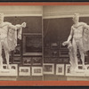 Art Gallery, Vassar College, with Apollo Belvedere.