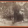 Chickens is a backyard.
