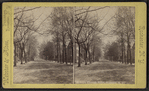South Fitzhugh Street, Rochester, N.Y.