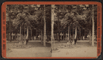 Grounds at Round Lake.