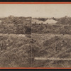 Palestine Park, Mt. Carmel, from Mountains of Gallilee.