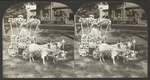 A Fairy Turnout, Floral Parade, Saratoga, N.Y.