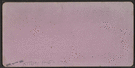 Front Piazza, Grand Hotel, Saratoga, N.Y.
