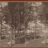 View of lakeside gazebo and hammock through trees.