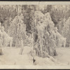 Ice tree, Trenton, New York.
