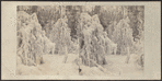 Ice tree, Trenton, New York.