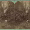 Glen Alpha, Watkins Glen.