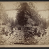 Watkins Glen, N.Y.