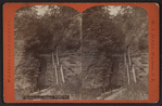 Entrance gorge, looking in, Watkins Glen.