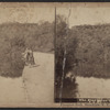The Playground Pool, Prospect Park, Brooklyn, N.Y.