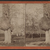 Old knotty oak on Cypress Avenue.