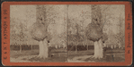 Old knotty oak on Cypress Avenue.
