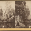 Man resting under a tree near the lake, Greenwood Cemetery.
