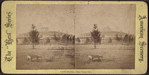 Castle Garden. New York City [view of grounds].