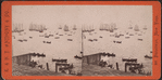 Scene on the Bay during the Regatta.